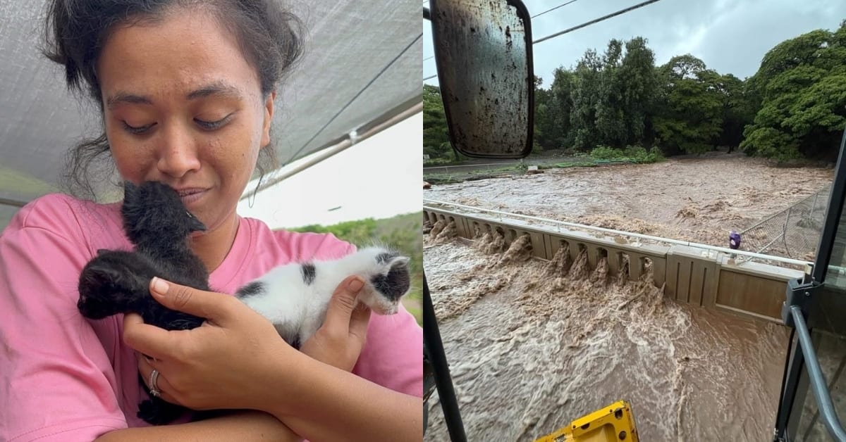 Hawaii Volunteers Rescue Cats From Historic Molokai Floods