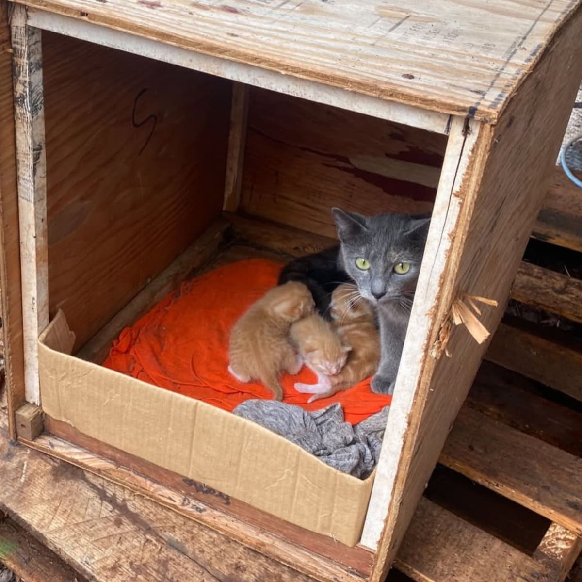 Hawaii Volunteers Rescue Cats From Historic Molokai Floods - Image 2