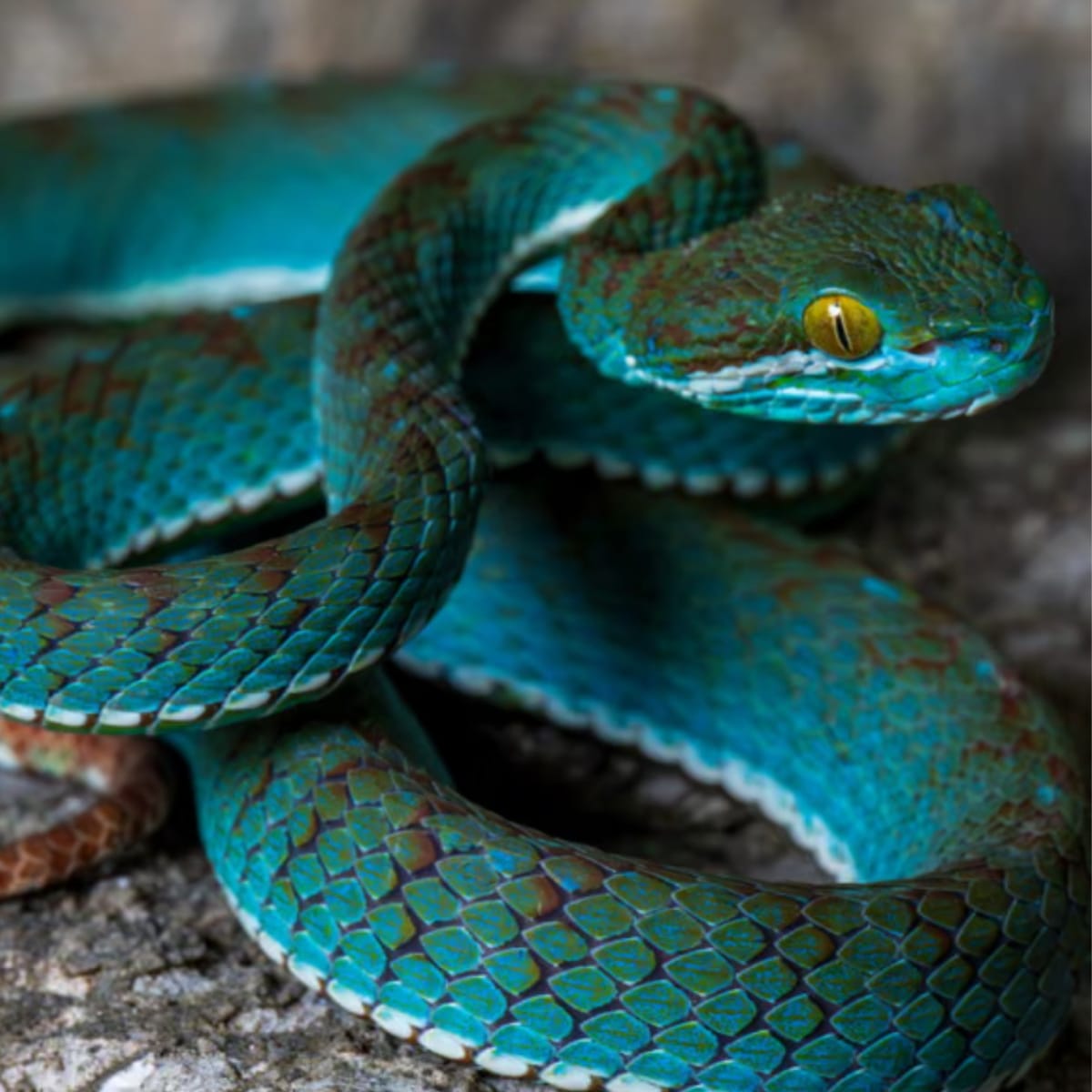 11 New Species Found in Cambodia, Including Blue Pit Viper - Image 2