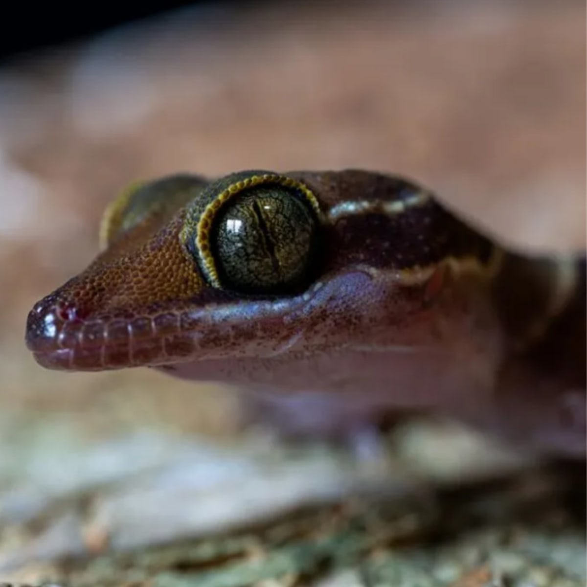 11 New Species Found in Cambodia, Including Blue Pit Viper - Image 3