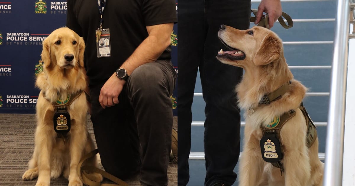 Golden retriever Taffy wearing police badge next to handler Detective Bryon Sommacal