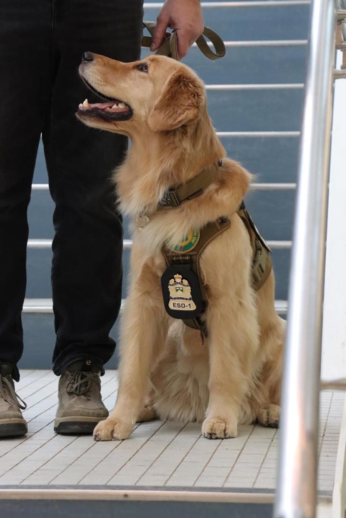 Golden Retriever Taffy Sniffs Out Tech in Child Crime Cases - Image 3