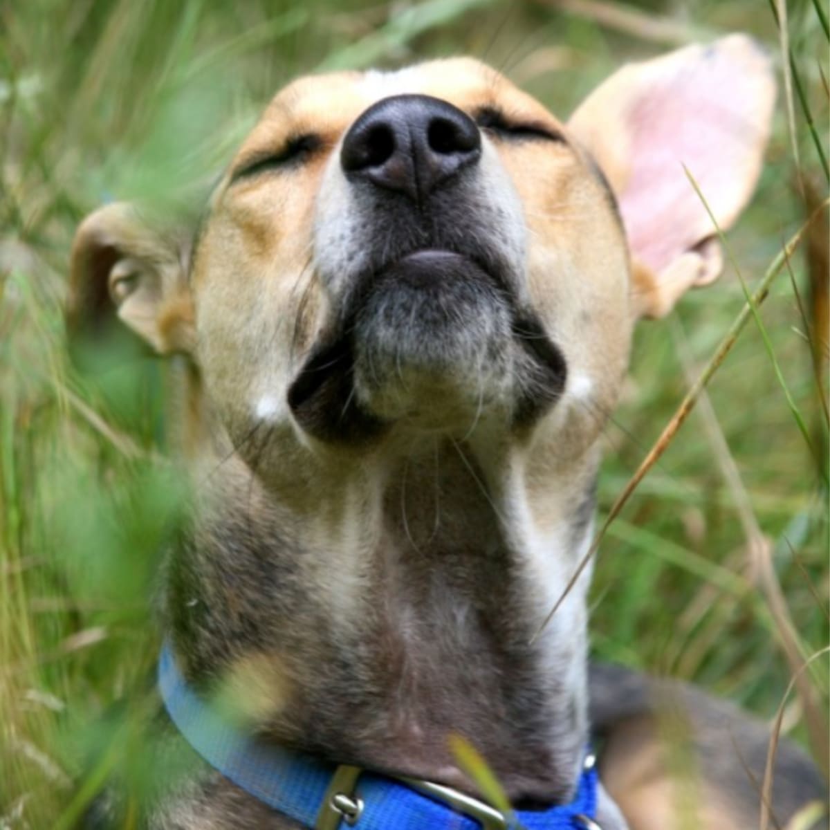 Dogs Detect Parkinson's Disease 20 Years Before Symptoms - Image 2