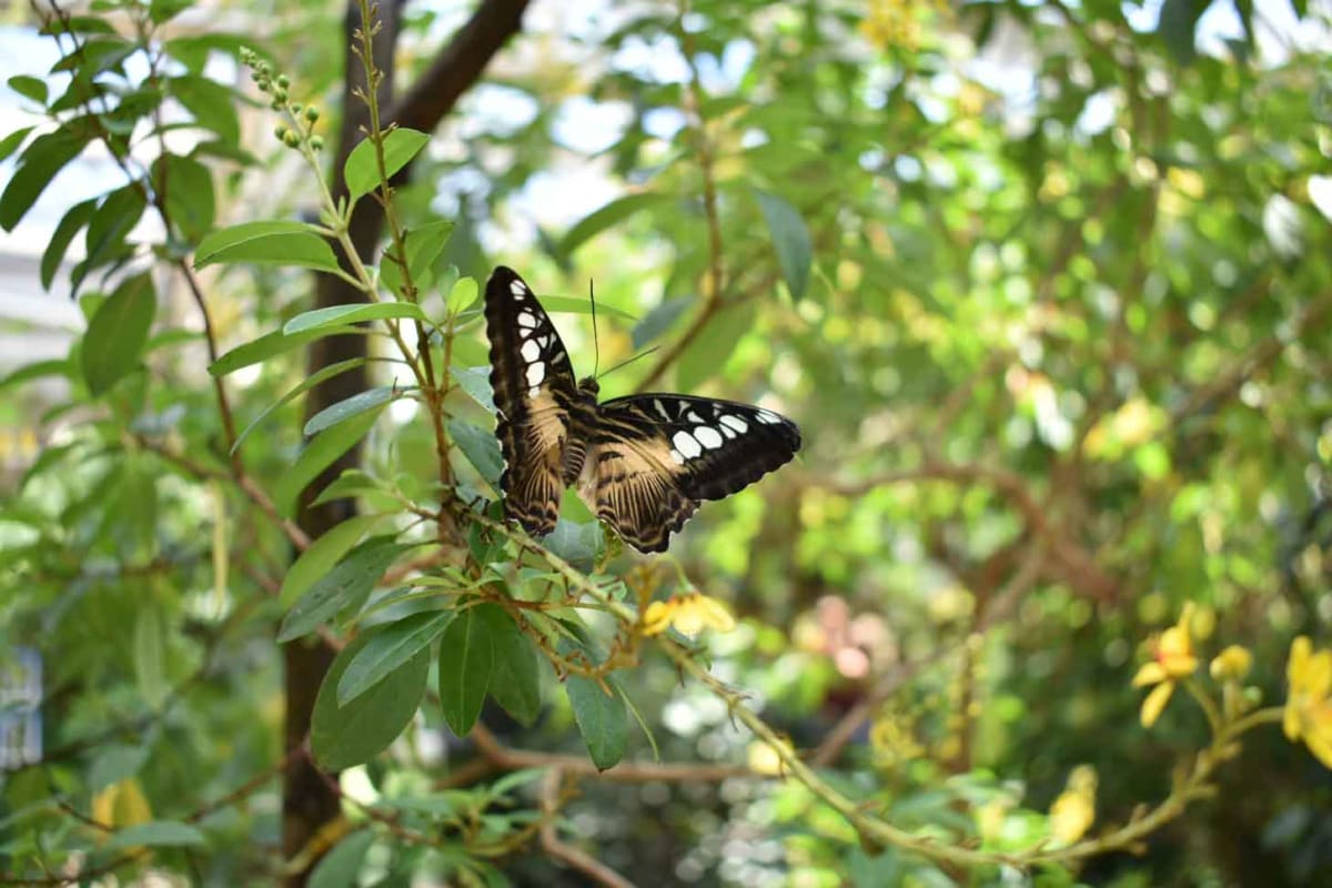 Colorado Suburb Doubles as America's First Pollinator Haven - Image 2