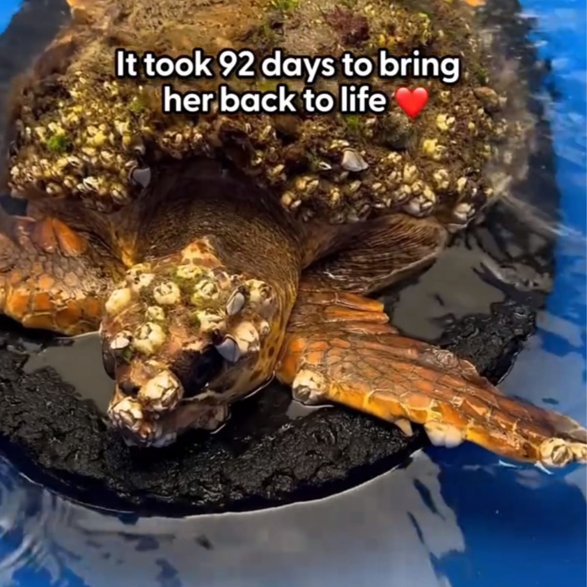 Marine Biologist Saves Turtle With 25% Survival Odds - Image 2