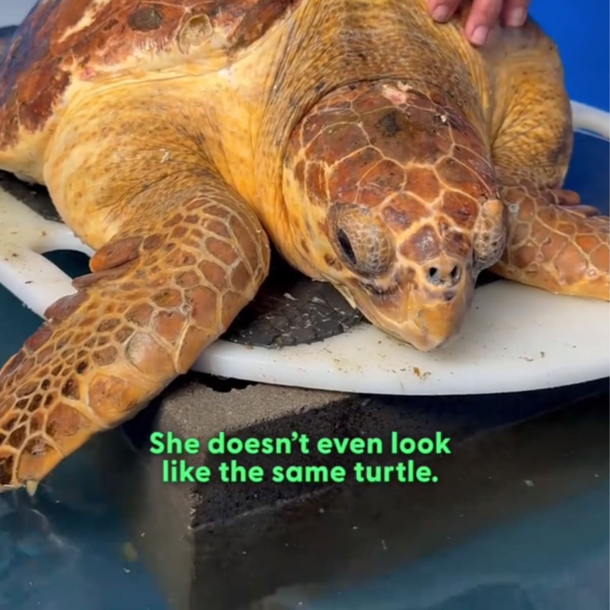 Marine Biologist Saves Turtle With 25% Survival Odds - Image 3