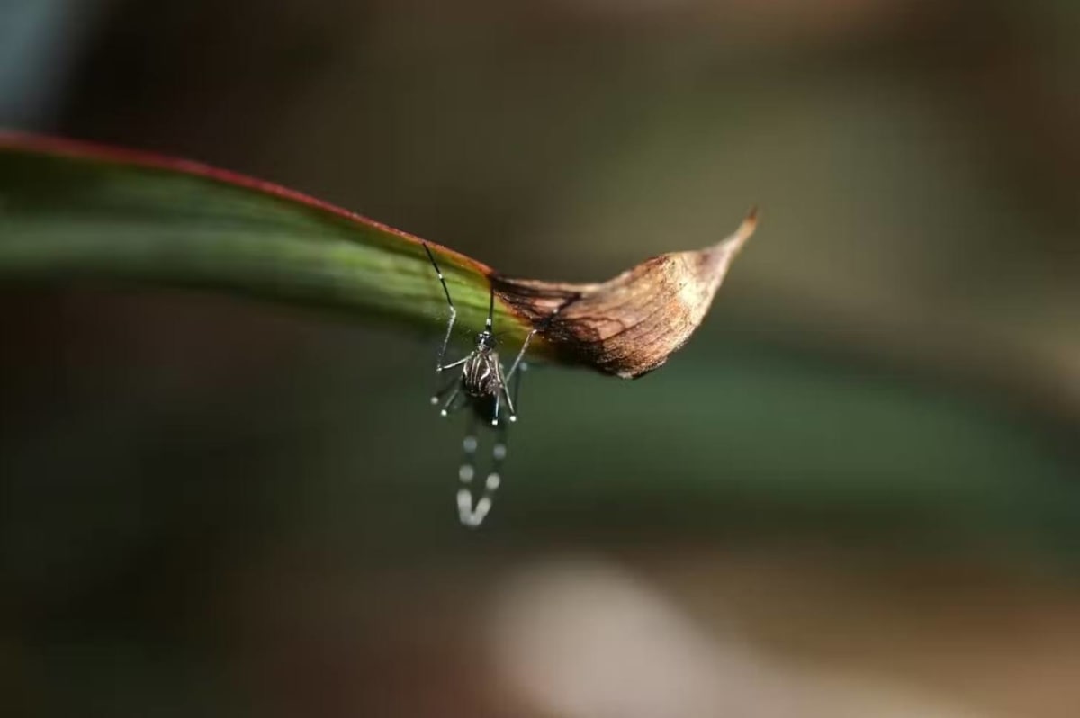 Citizen Scientists Help Stop Invasive Species in Australia - Image 4