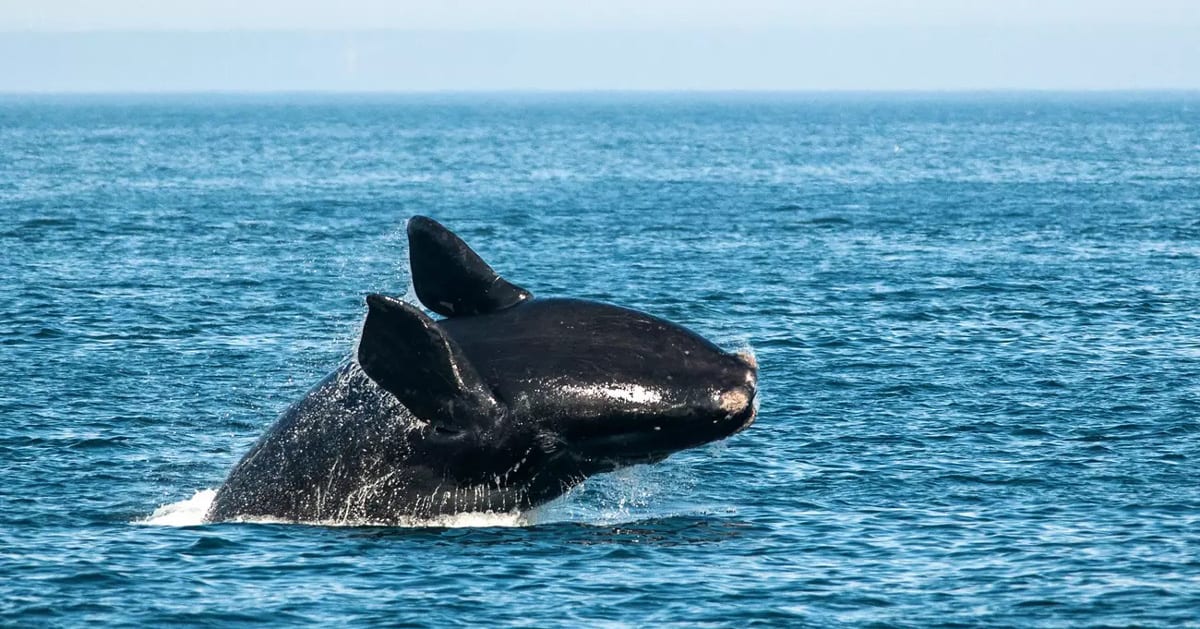 Marine Biologists Launch GoFundMe to Save 380 Remaining Whales