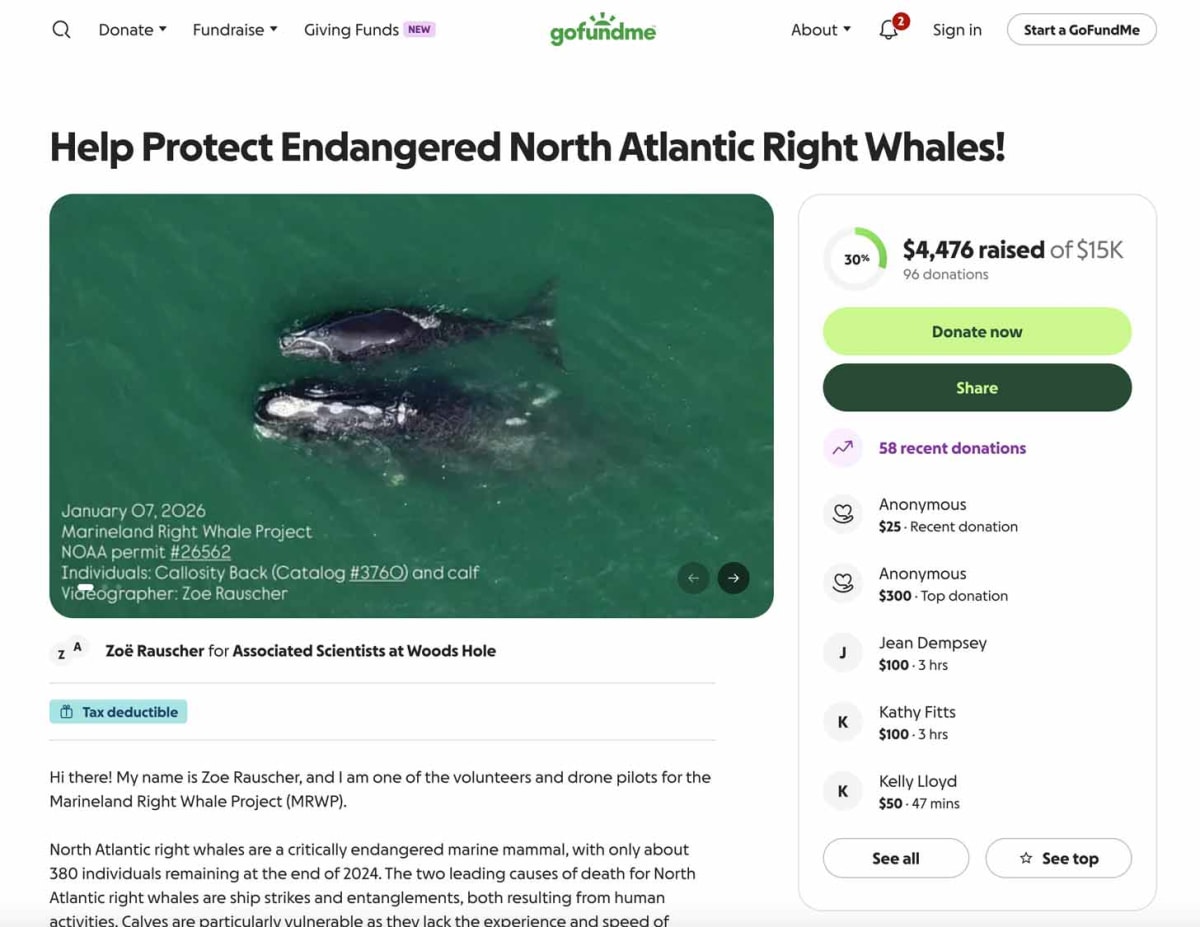 Marine Biologists Launch GoFundMe to Save 380 Remaining Whales - Image 2