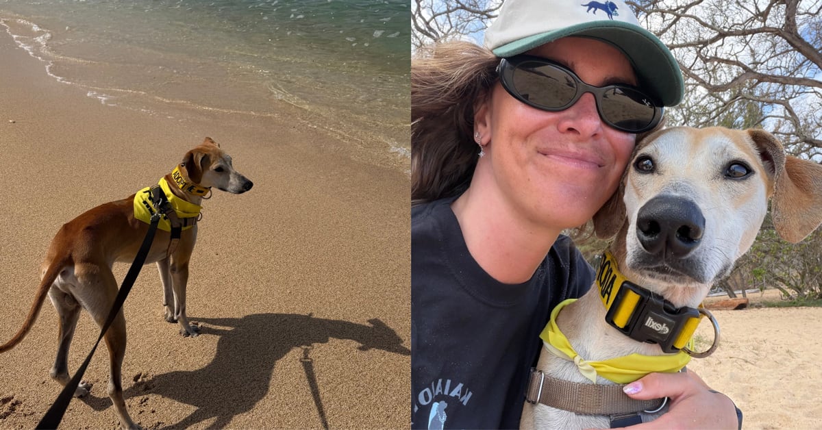 Shelter dog Buck enjoying sunny beach day with temporary volunteer companion in Maui