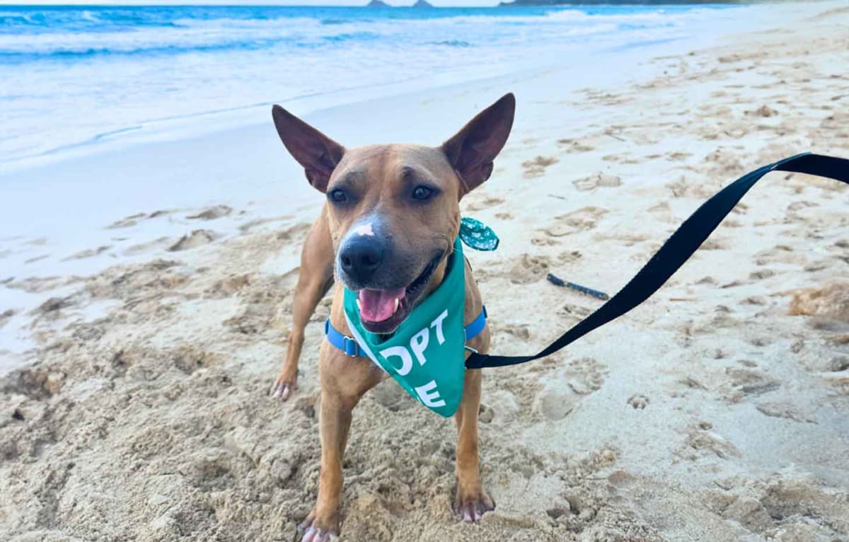 Hawaii Shelters Let Tourists Borrow Dogs for Beach Days - Image 2