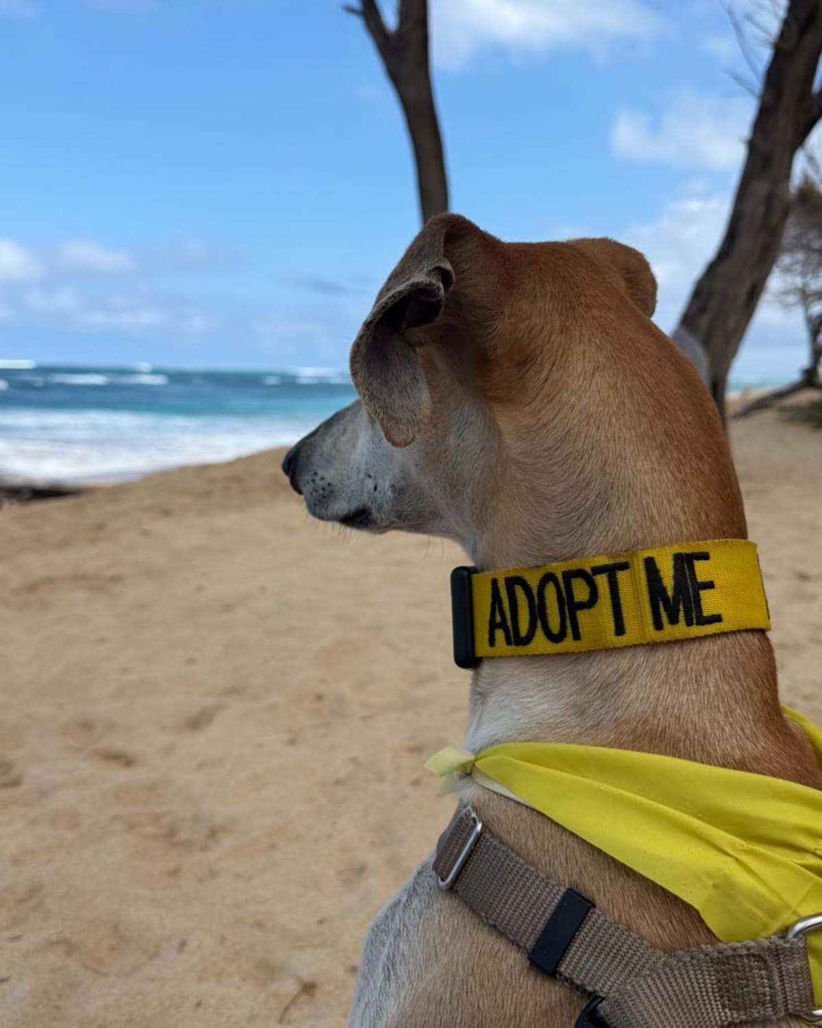 Hawaii Shelters Let Tourists Borrow Dogs for Beach Days - Image 3