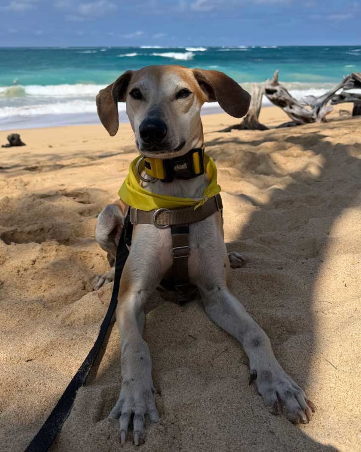 Hawaii Shelters Let Tourists Borrow Dogs for Beach Days - Image 5
