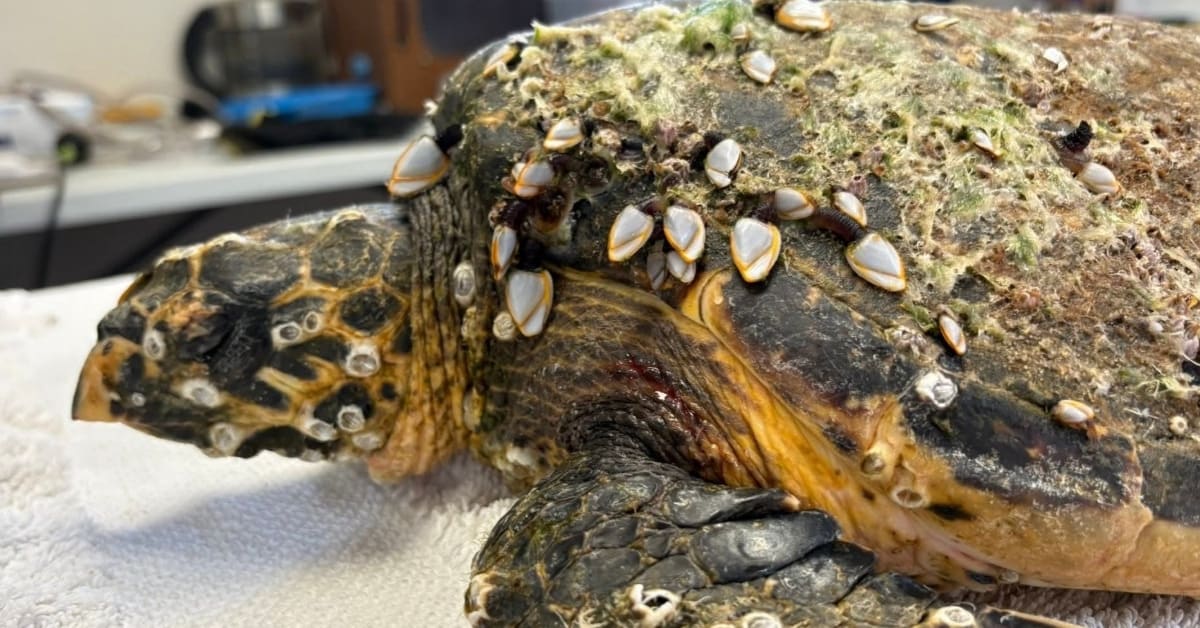 Hawksbill sea turtle named Bear swimming in rehabilitation tank after barnacle removal and recovery treatment