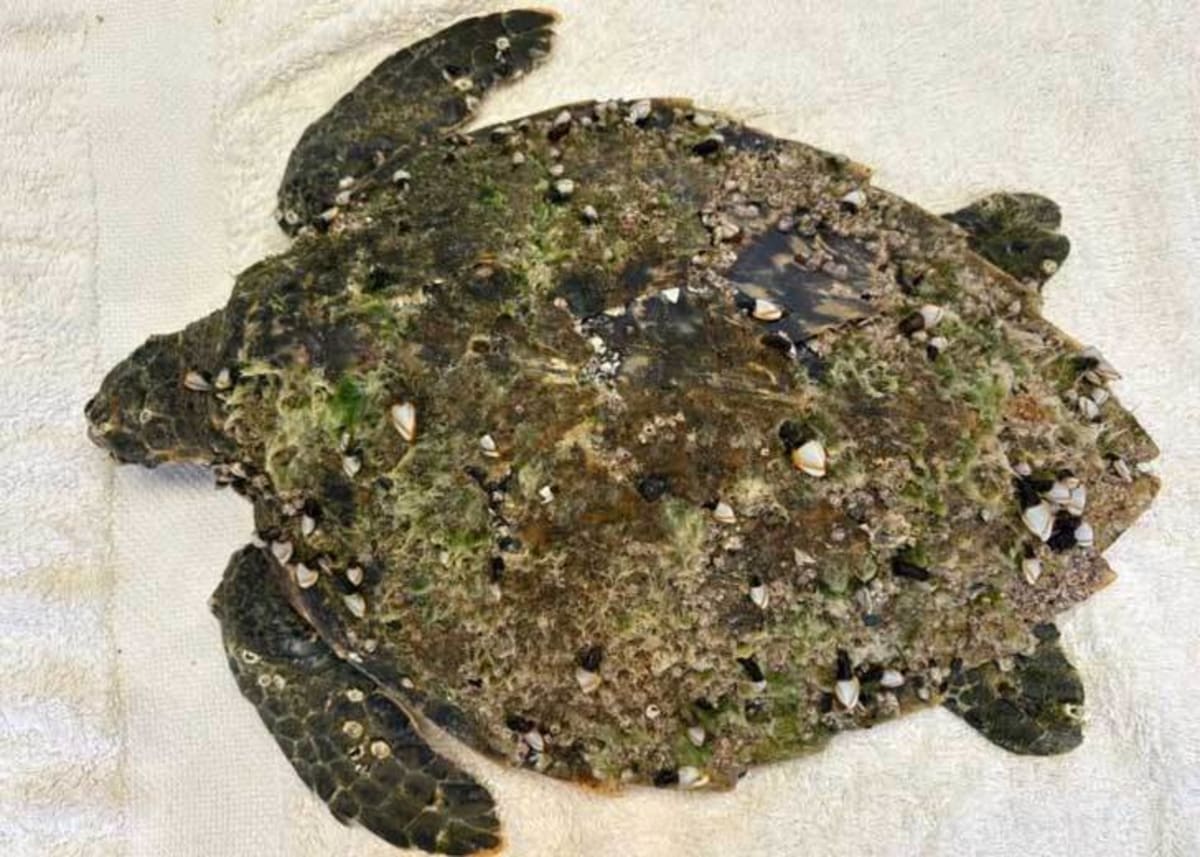 Barnacle-Covered Sea Turtle Healed in 90 Days - Image 2