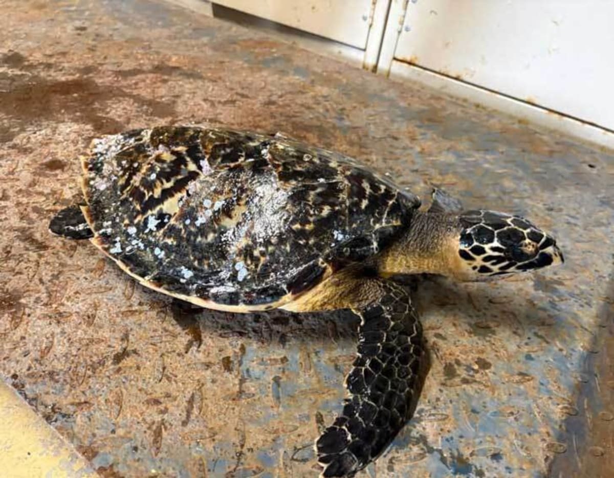 Barnacle-Covered Sea Turtle Healed in 90 Days - Image 3