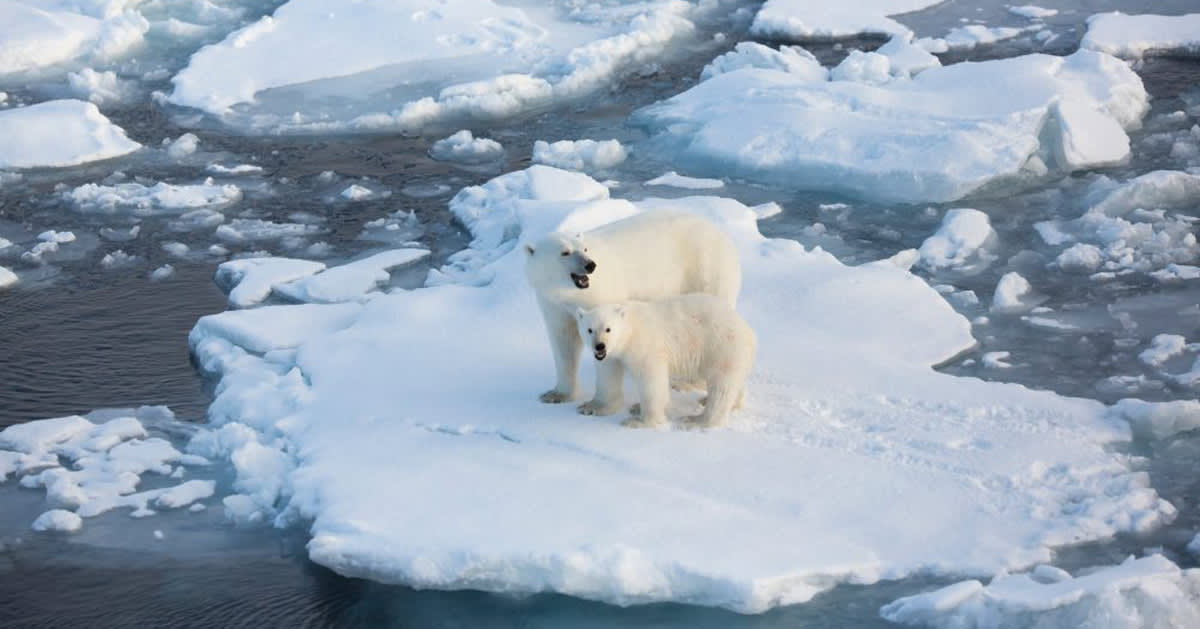Healthy polar bear with cub walking on ice in Svalbard, Norway archipelago