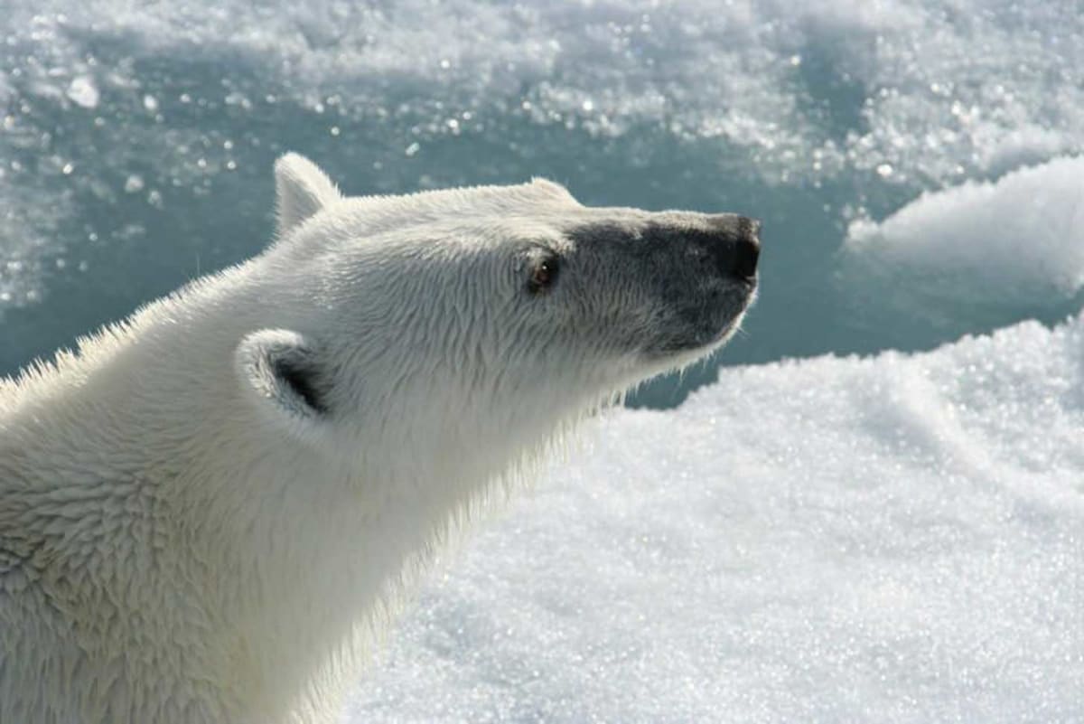 Svalbard Polar Bears Thrive Despite Melting Sea Ice - Image 2