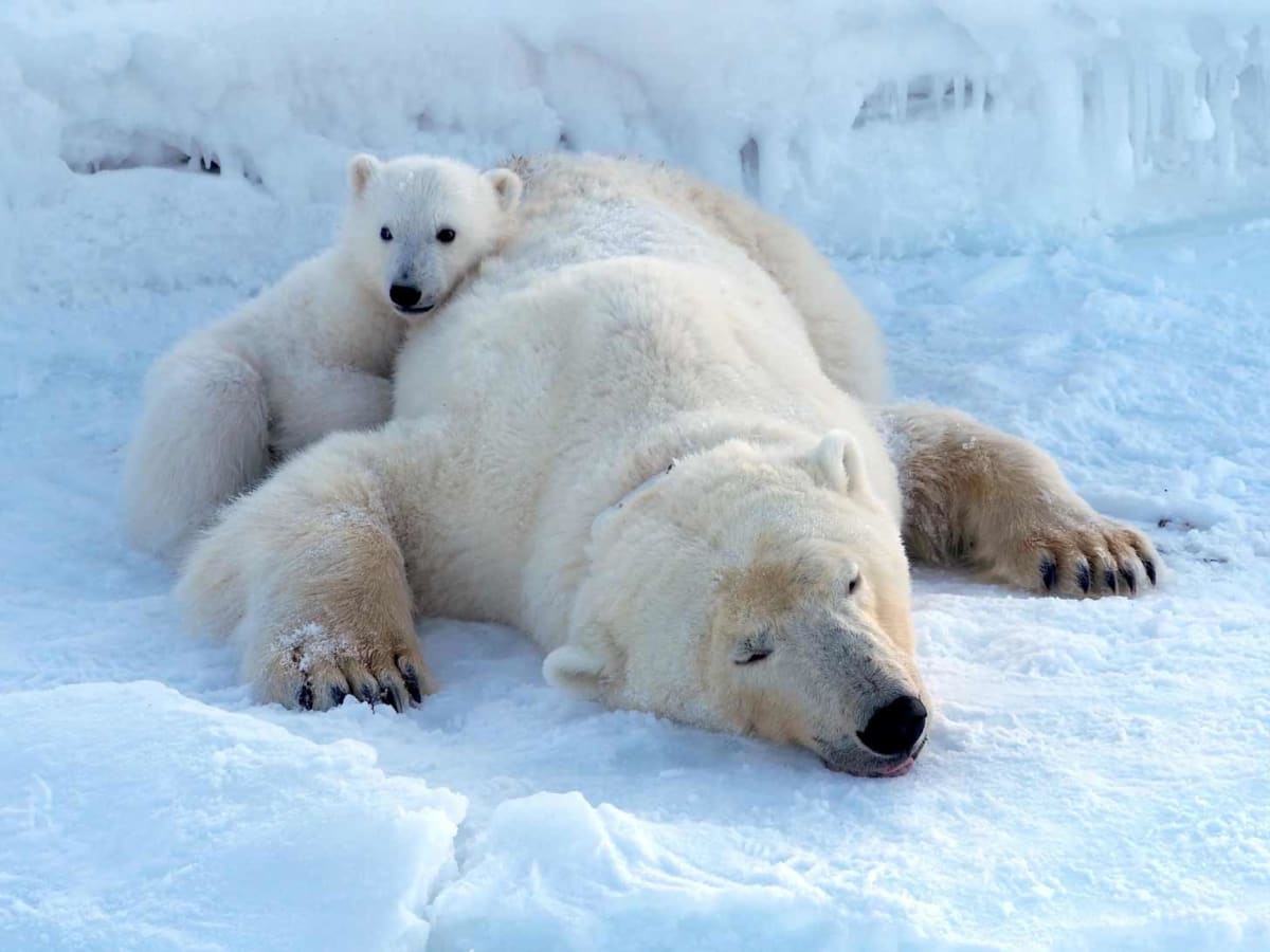 Svalbard Polar Bears Thrive Despite Melting Sea Ice - Image 3