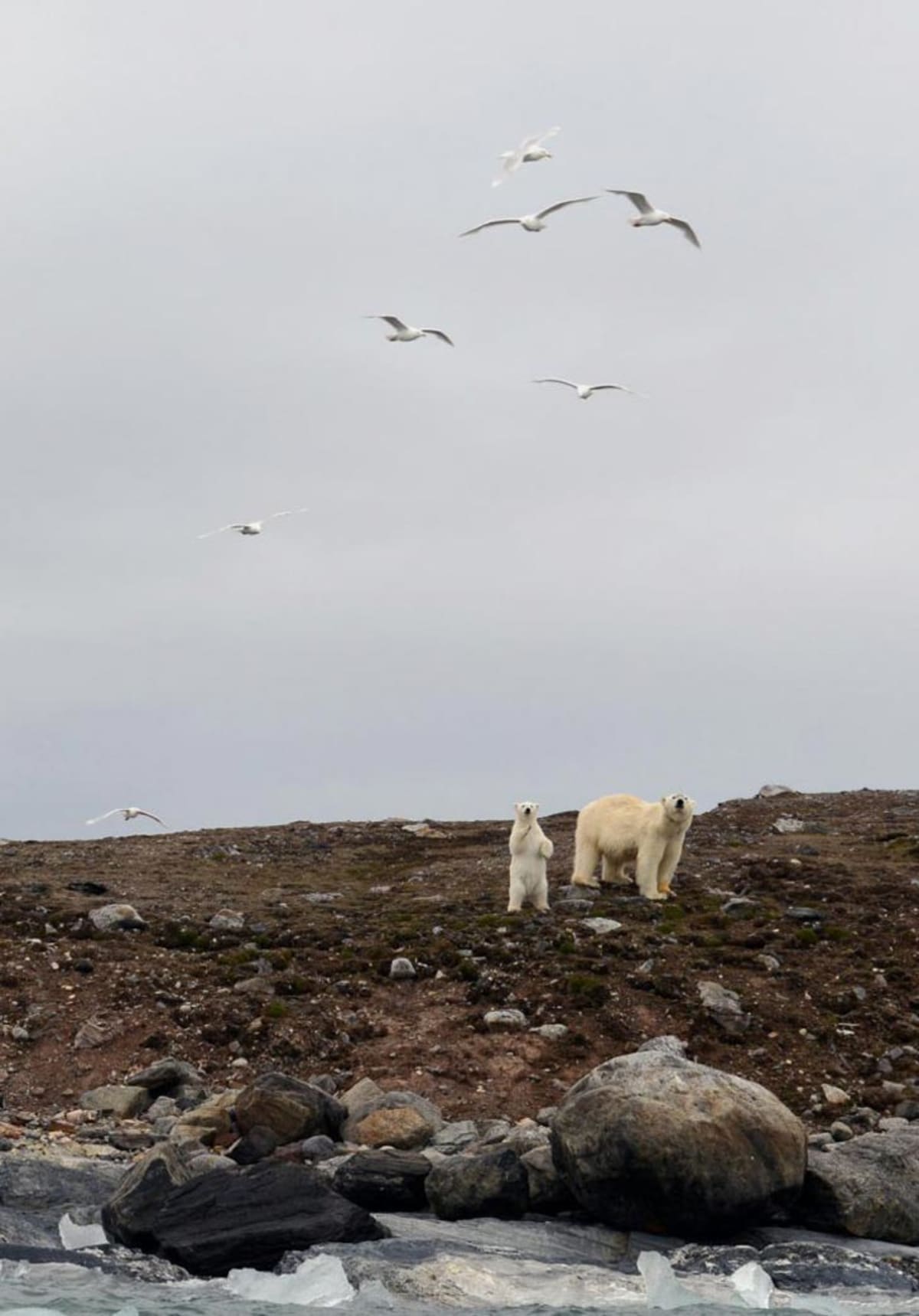 Svalbard Polar Bears Thrive Despite Melting Sea Ice - Image 4