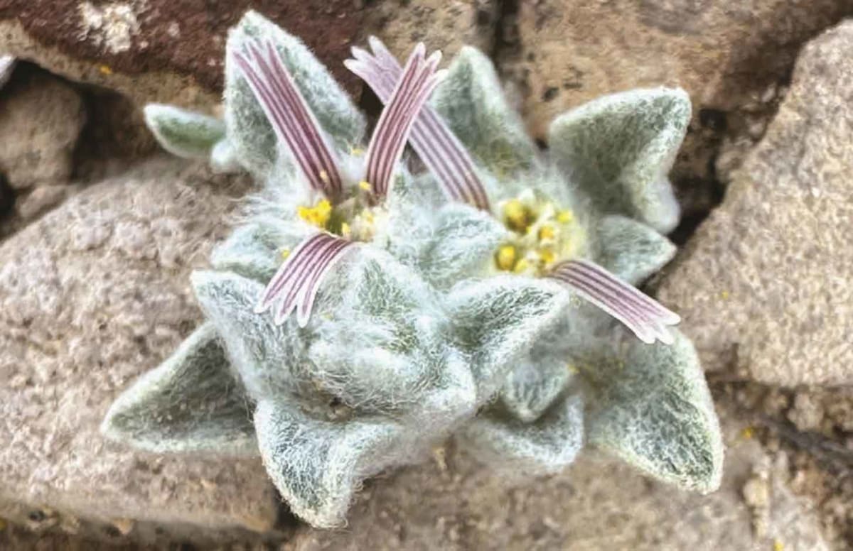 Texas Rangers Discover Wooly Devil, New Plant Species - Image 2