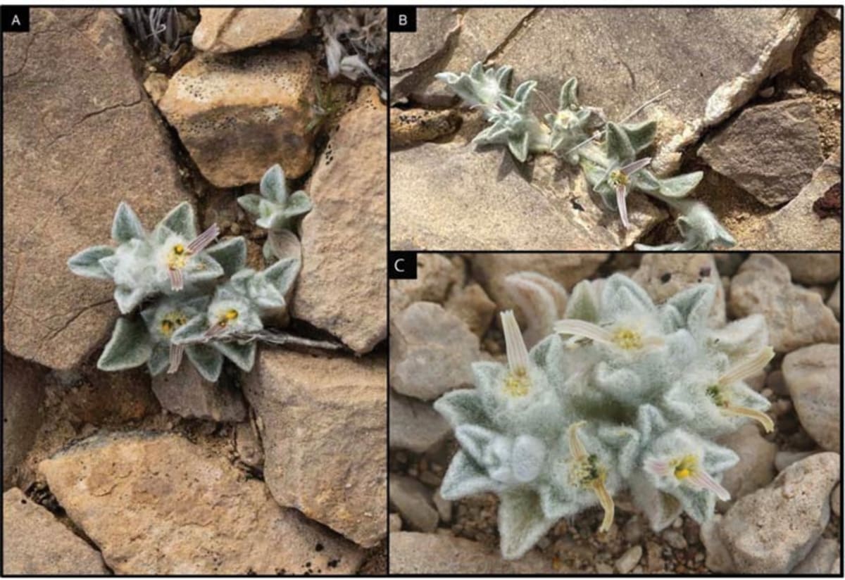 Texas Rangers Discover Wooly Devil, New Plant Species - Image 3