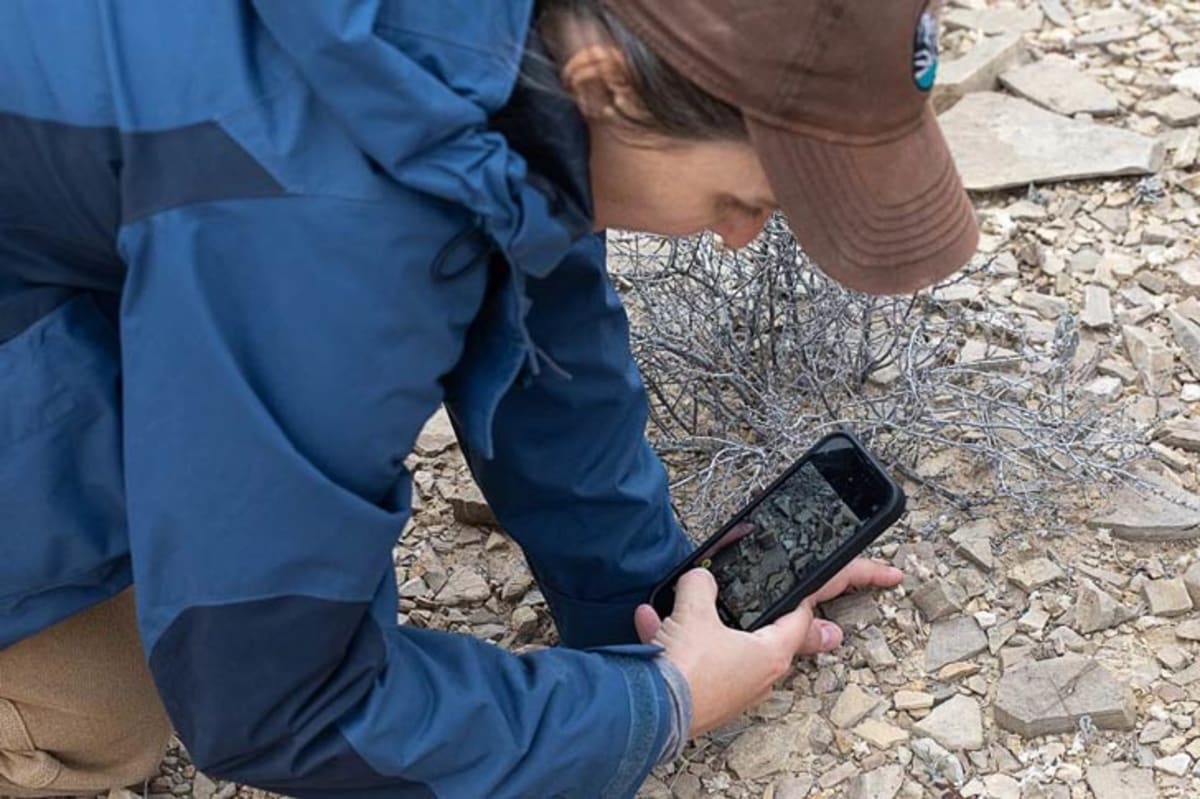Texas Rangers Discover Wooly Devil, New Plant Species - Image 4