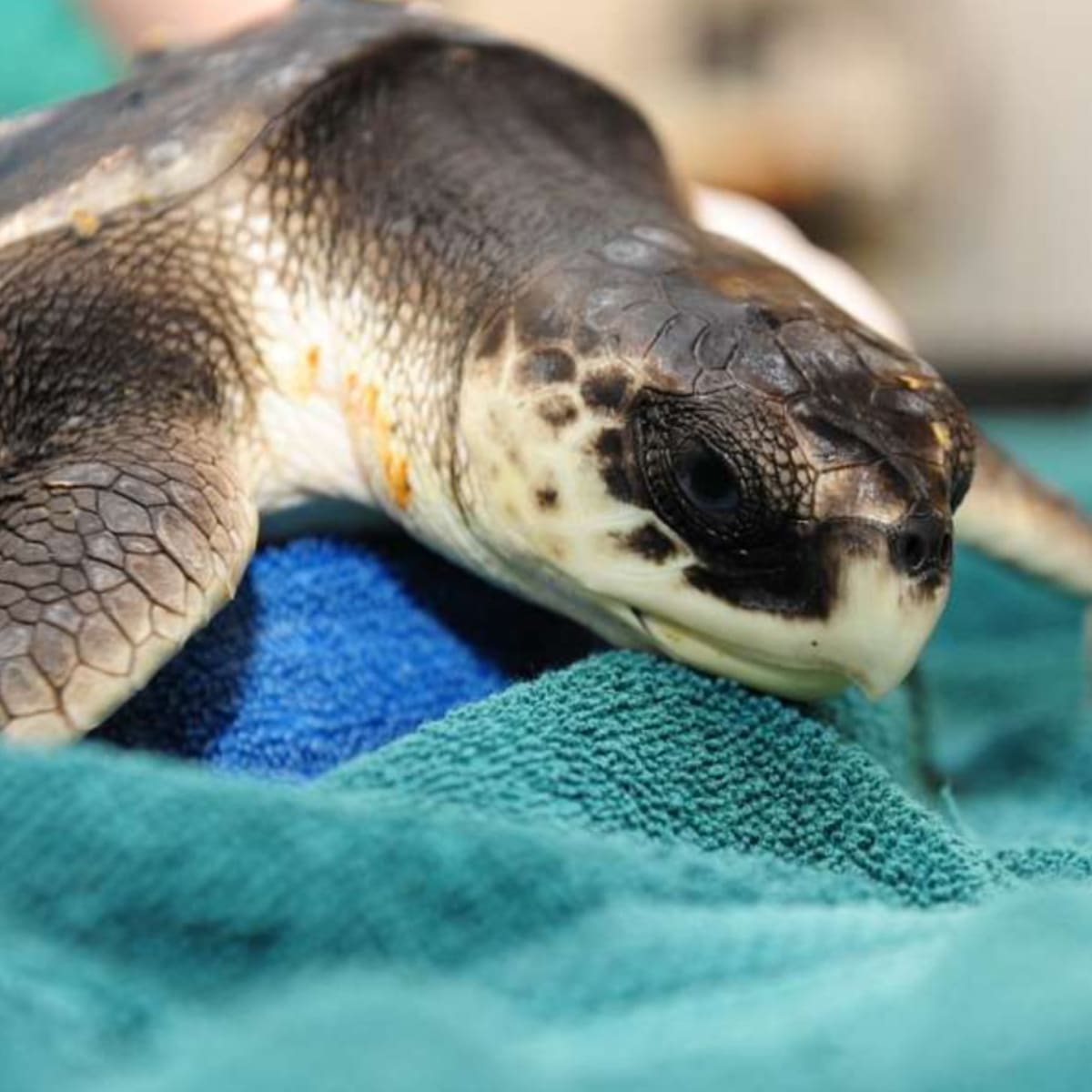 Lifeguard Saves One of World's Rarest Sea Turtles - Image 2