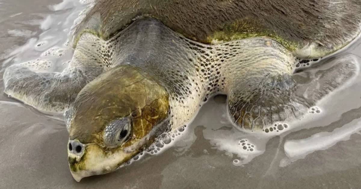 Endangered Kemp's ridley sea turtle being examined by wildlife rehabilitation staff on beach
