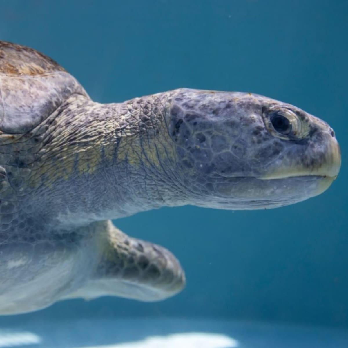240-Pound Sea Turtle Gets Life-Saving Care in Long Beach - Image 2