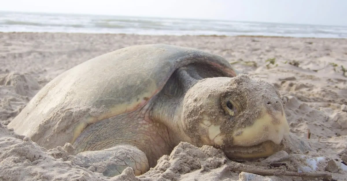 Folly Beach Cleanup Saves Rare Kemp's Ridley Sea Turtle