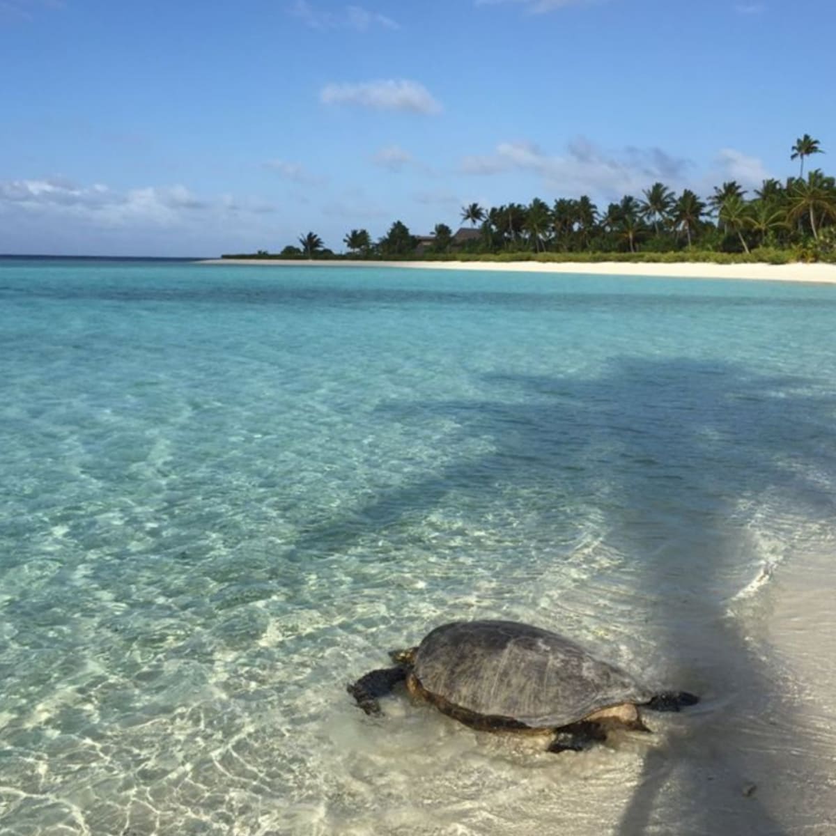 French Polynesia Resort Protects 120,000 Sea Turtle Hatchlings - Image 2
