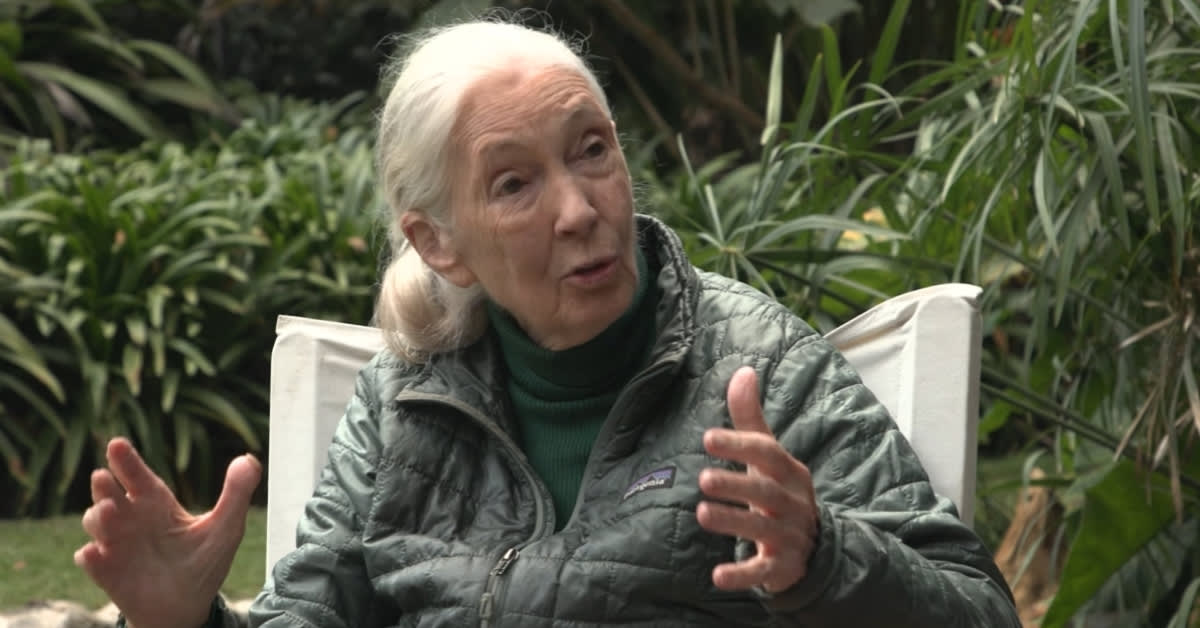 Dr. Jane Goodall speaking during her final interview in Tanzania before her passing in 2025