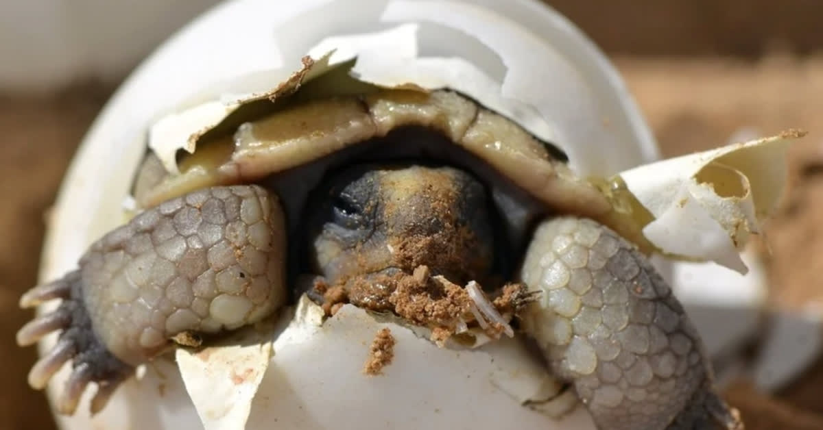 Sea turtle eggs being carefully relocated by conservation volunteers into sand-lined containers on Florida beach