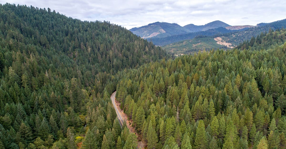 Mixed-Species Forests Grow 80% Larger Than Single-Tree Plots