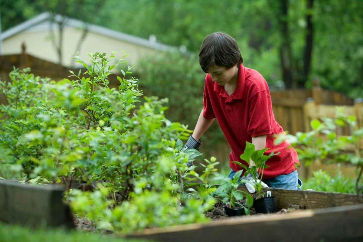 School Gardens Boost Kids' Science Scores and Veggie Intake - Image 2