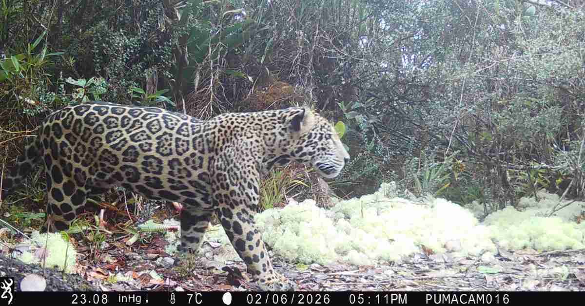 Jaguar Spotted at Record Height in Honduras Mountains
