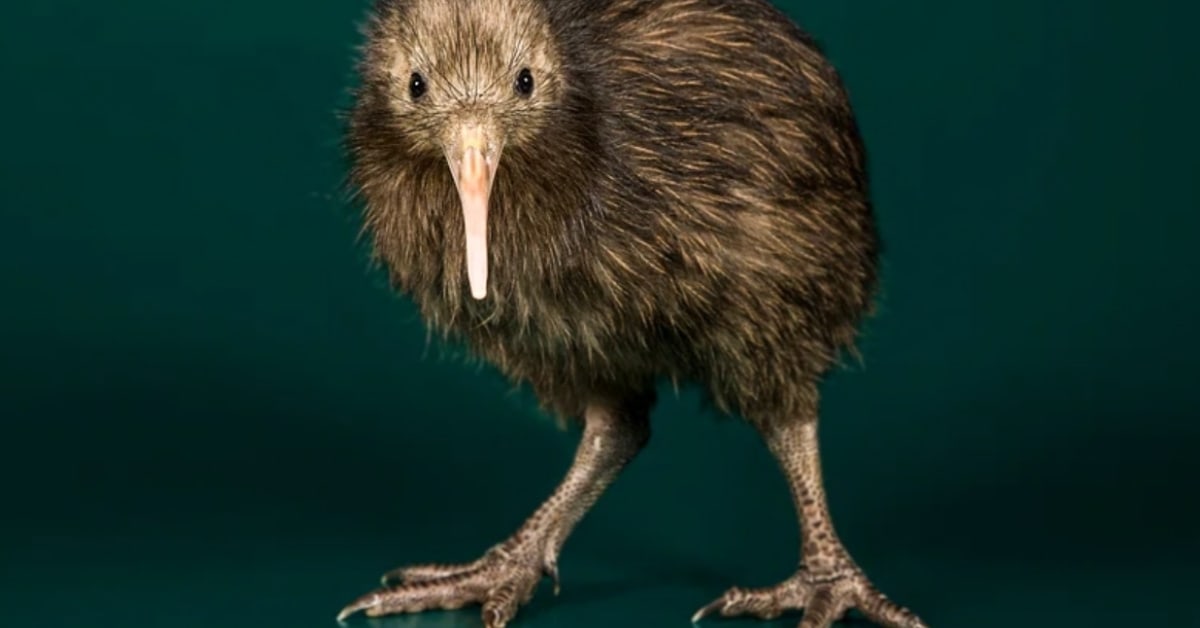New Zealand Brings 250 Kiwi Birds Back to Capital Hills