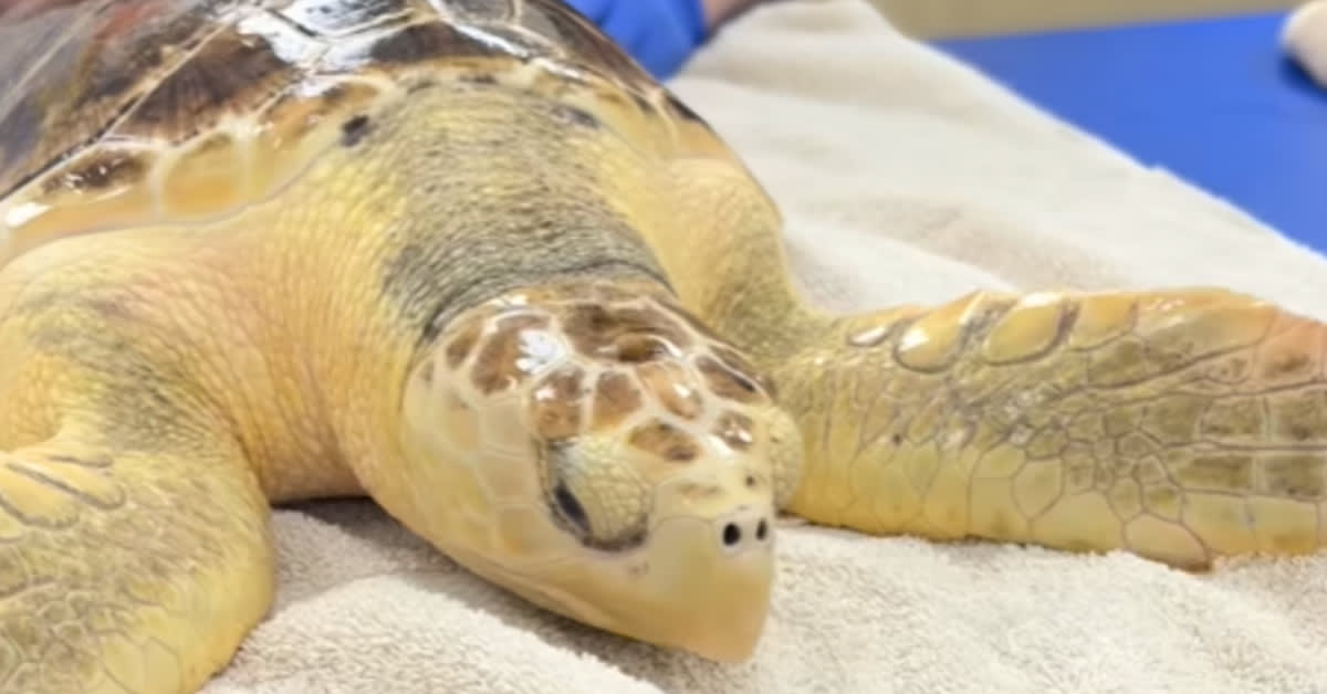 Earl Grey the hybrid sea turtle with distinctive hooked beak recovering at rehabilitation center
