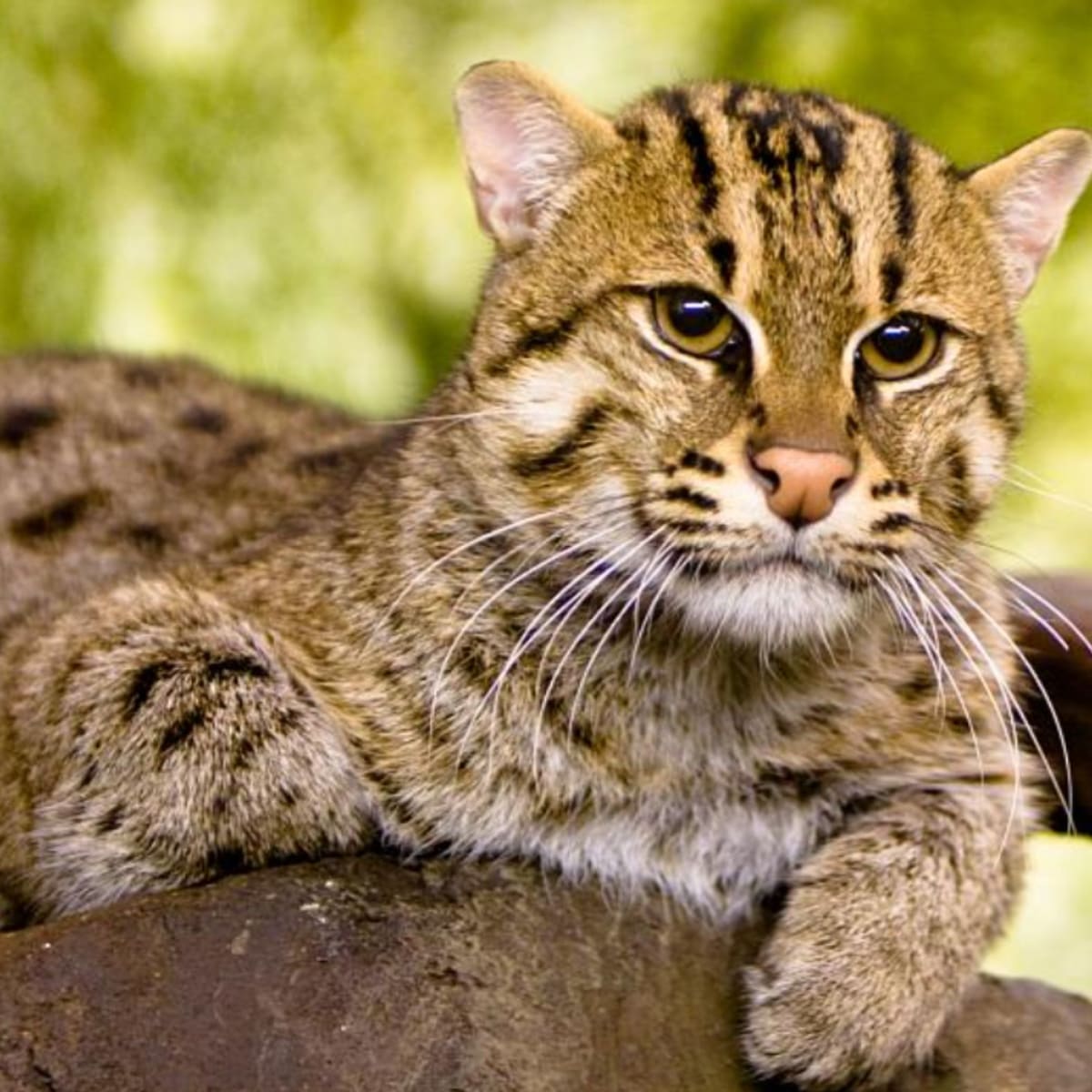 Rare Fishing Cat Returns to Cambodia After Wetland Restoration - Image 2