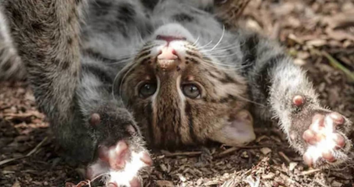 Rare Fishing Cat Returns to Cambodia After Wetland Restoration - Image 3