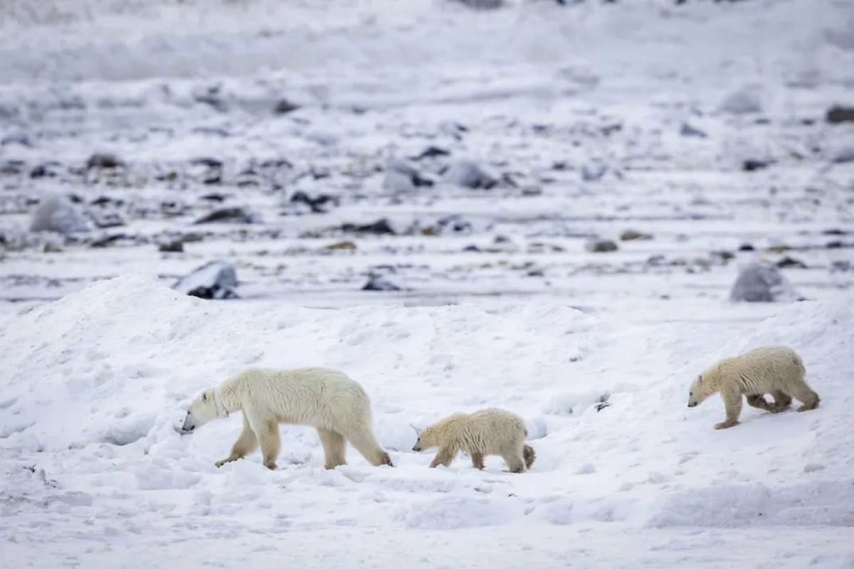Polar Bear Adopts Orphaned Cub in Rare Arctic Rescue - Image 2