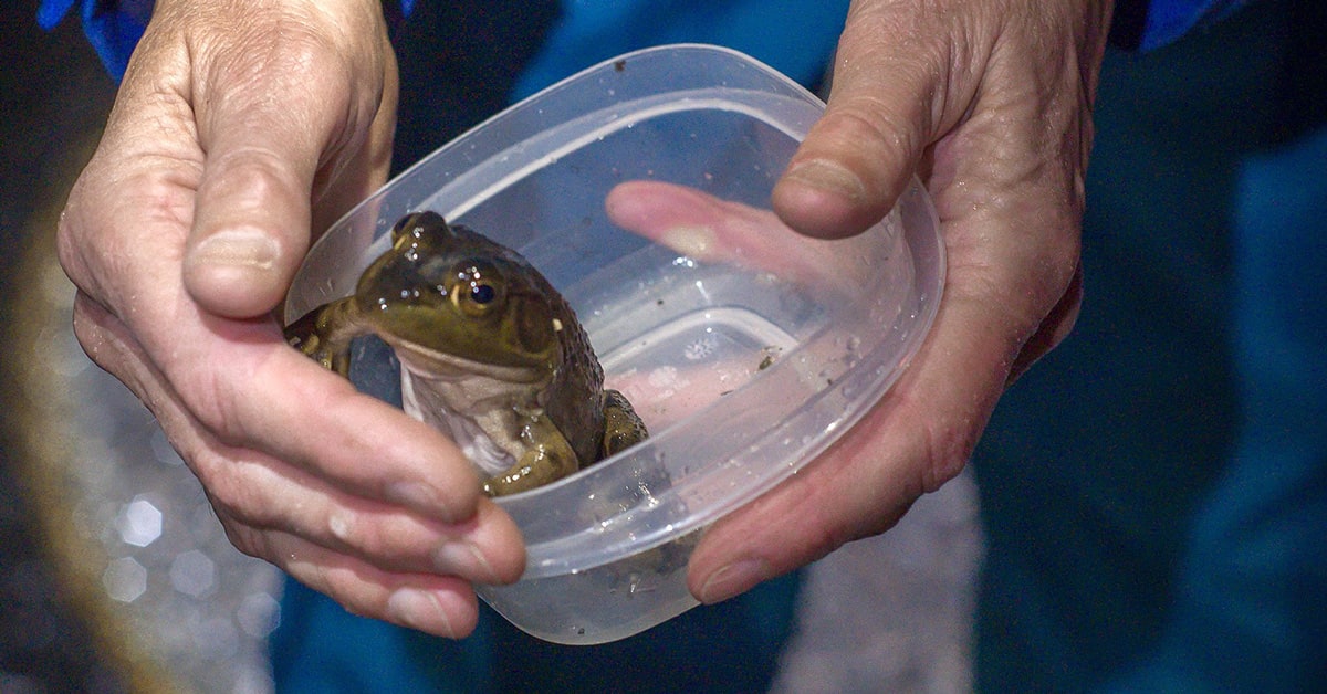 Volunteer in yellow raincoat holding large yellow-spotted salamander in gloved hand at night