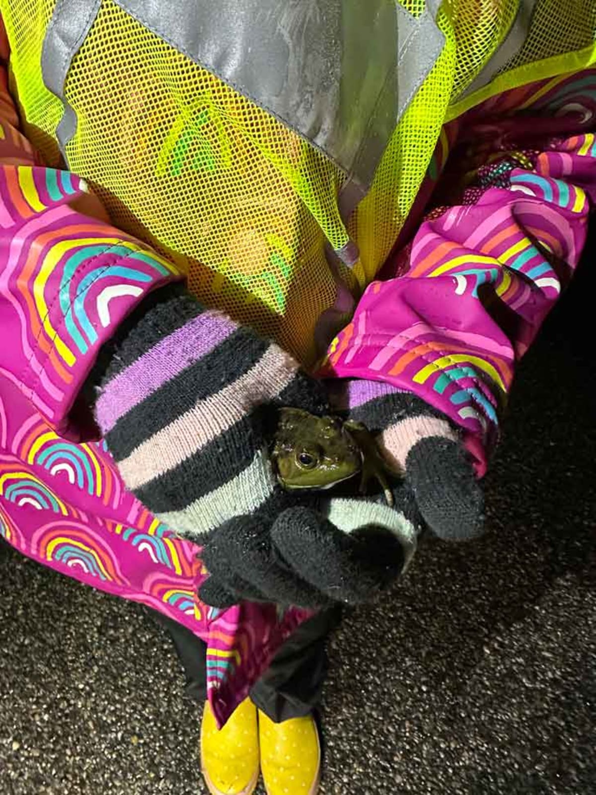 Maine Volunteers Save Thousands of Frogs on 'Big Night - Image 4