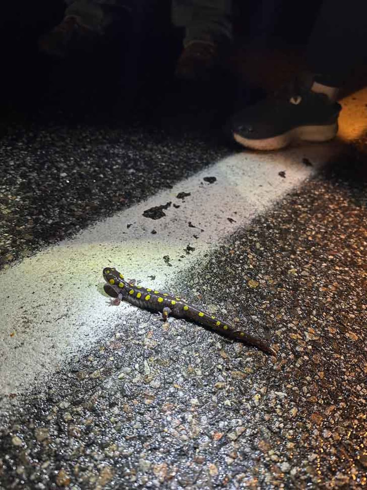 Maine Volunteers Save Thousands of Frogs on 'Big Night - Image 5