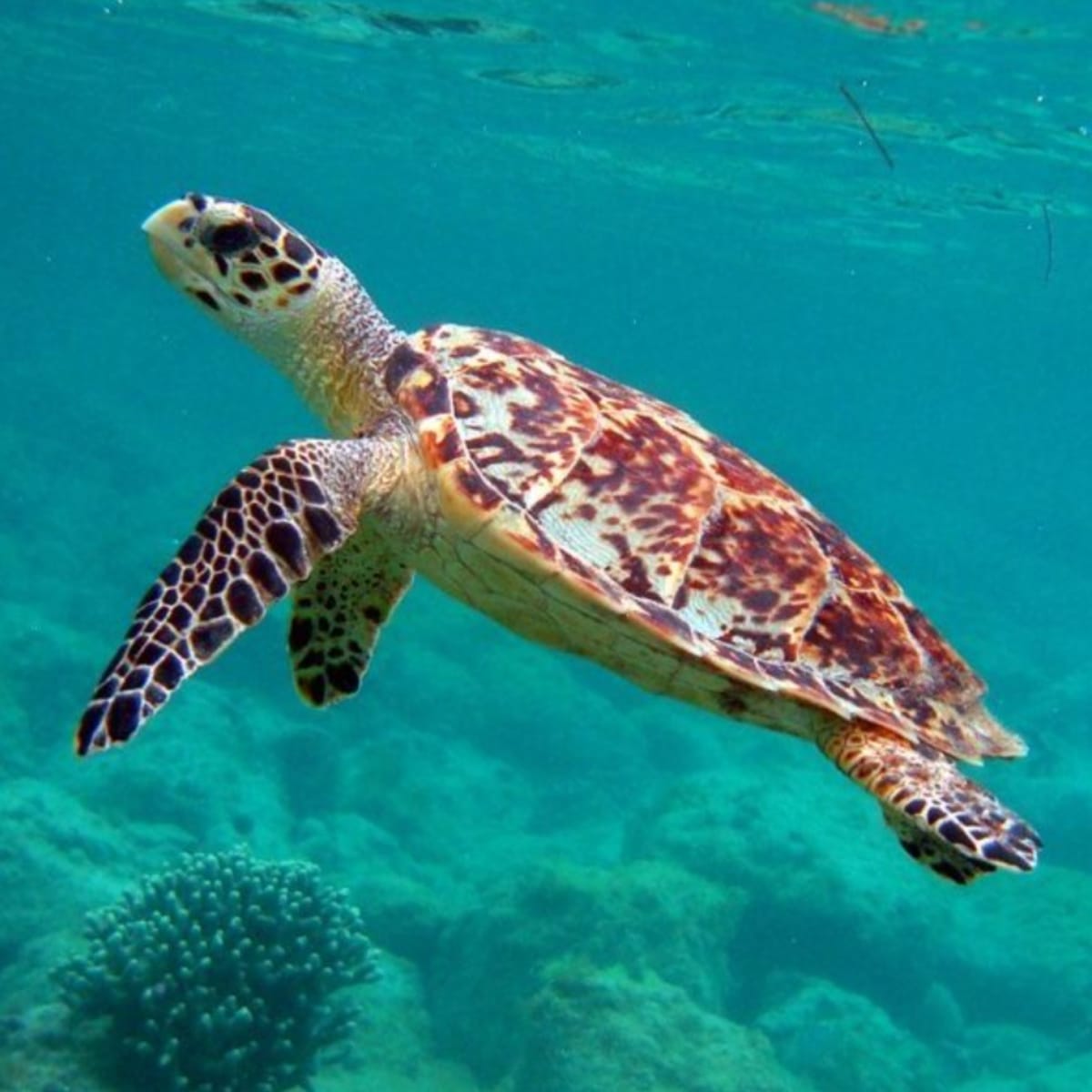 Mom Sees All 7 Sea Turtle Species While Helping Save Them - Image 4