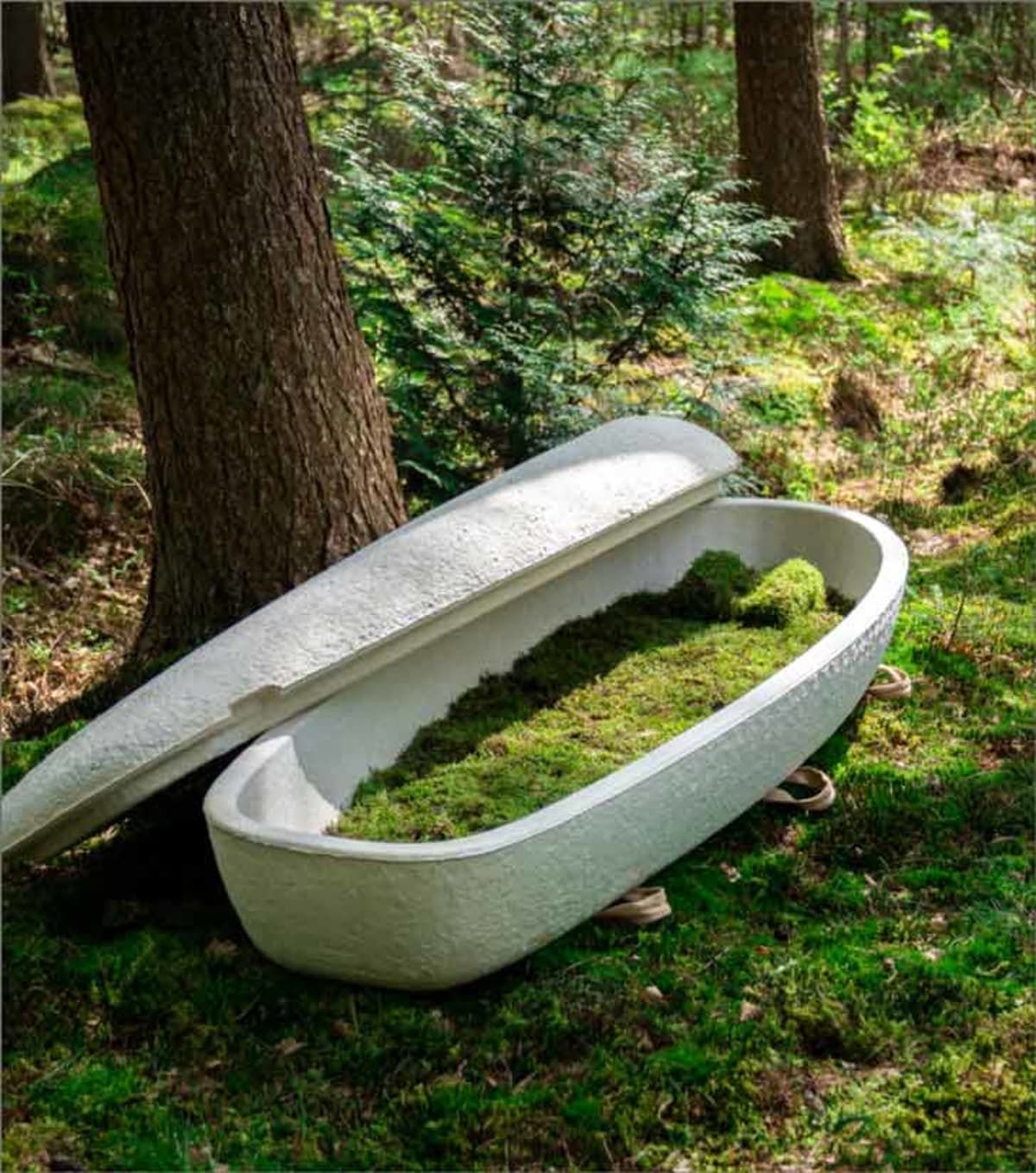Green Burials Hit $1B as 60% Seek Eco-Friendly Farewells - Image 4