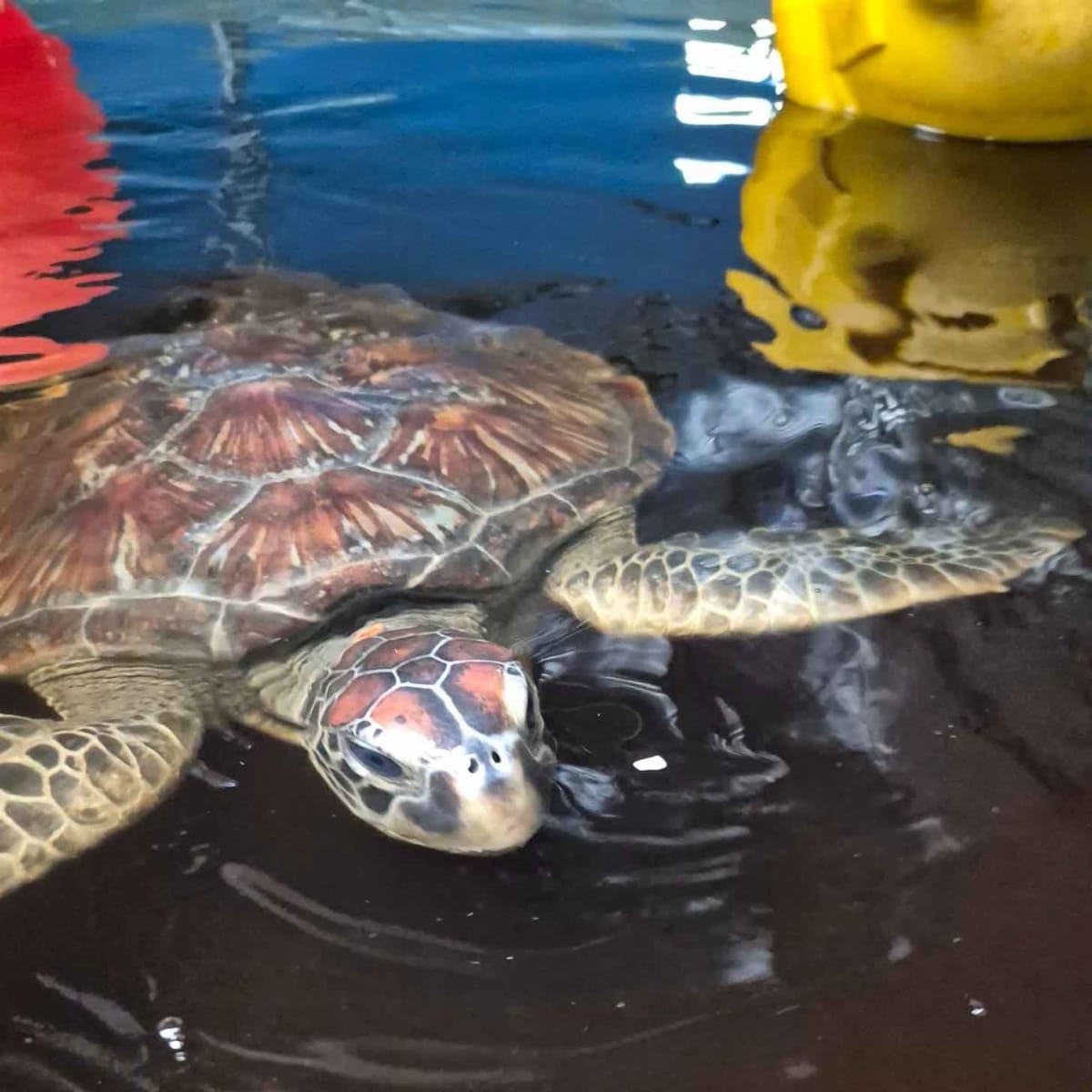 Turtle So Covered in Barnacles She Couldn't Move Thrives Now - Image 4