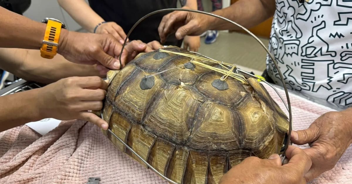 Veterinarian Nielsen Donato examining giant tortoise with custom wire brace on damaged shell