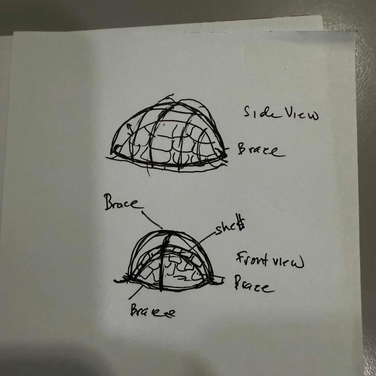 Vet Builds Custom Shell Brace to Save Run-Over Tortoise - Image 3